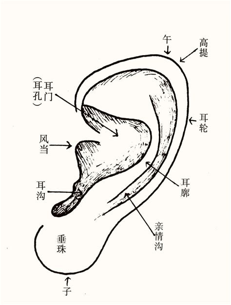 耳形相学